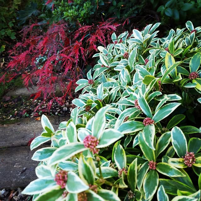 Post by the_hampshire_gardener