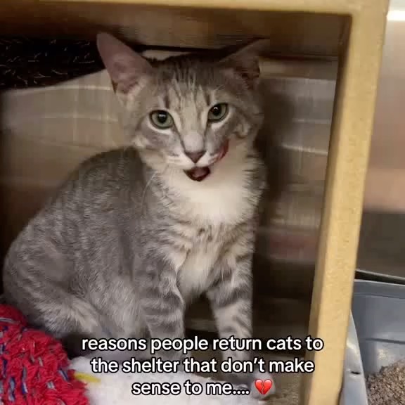 Post by rescuedogeso