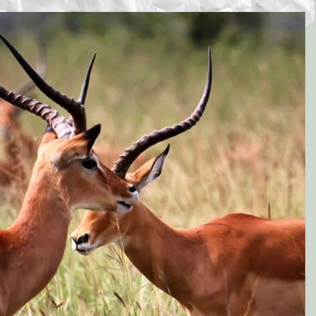 Post by _oasistravel