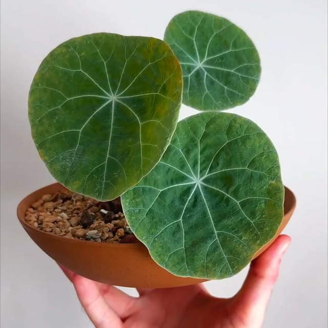 Post by philobrandon