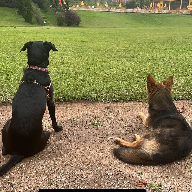 Post by casalpetfamily