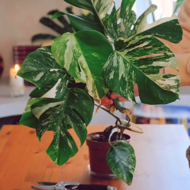 Post by aureumbotanicals