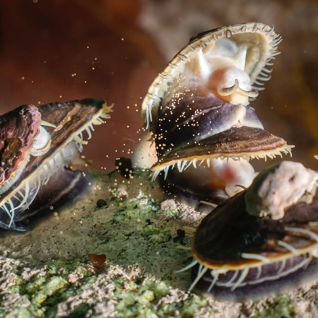 Post by underwaterpat