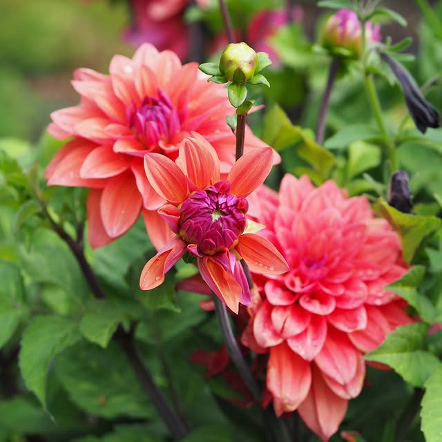 Post by villapelargonia