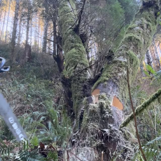 Post by coast_cutter