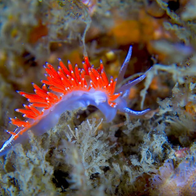 Post by chishimamurakami