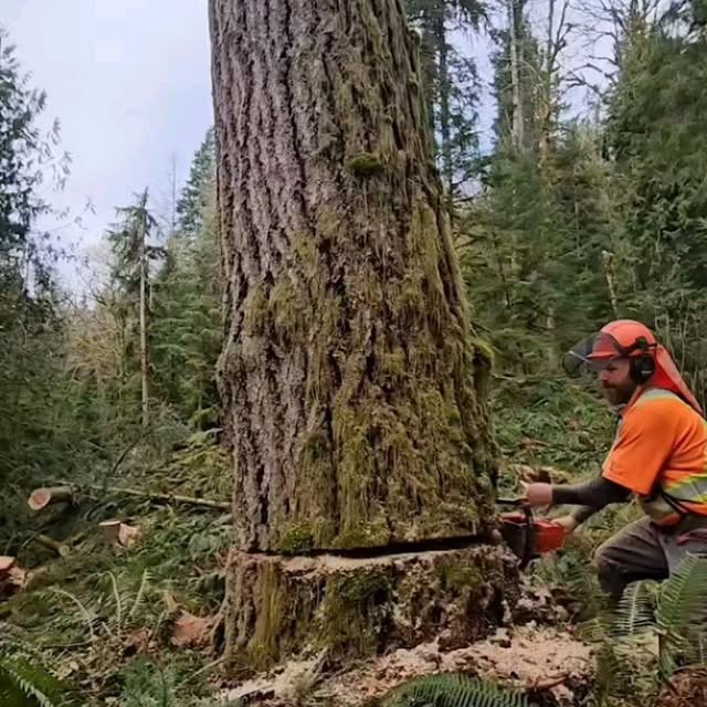 Post by nighthawkfalling