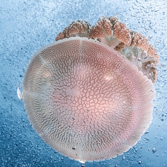 Post by red.biodiving