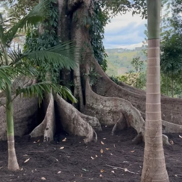 Post by huntercabinbyronbay