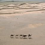 o mar é azul's profile picture