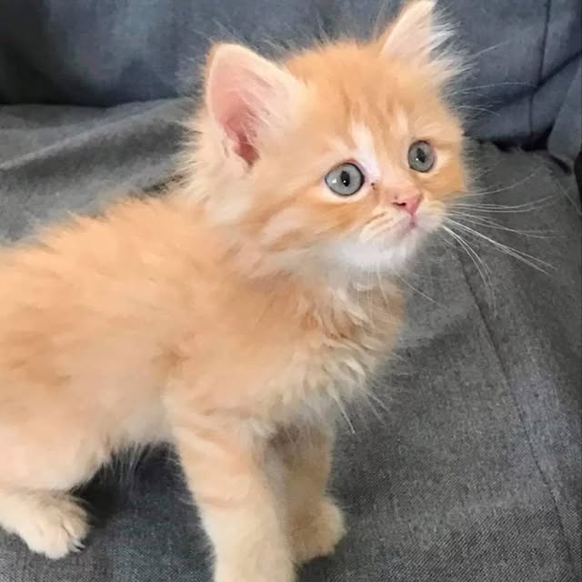 Post by kitty_mittymeow