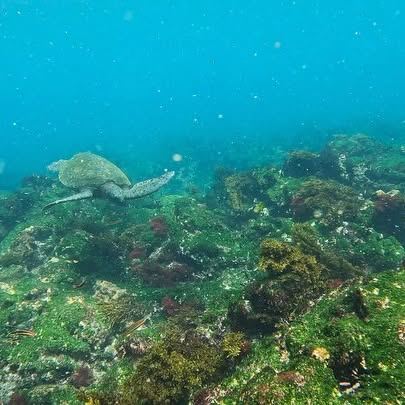 Post by kath.sea.fish