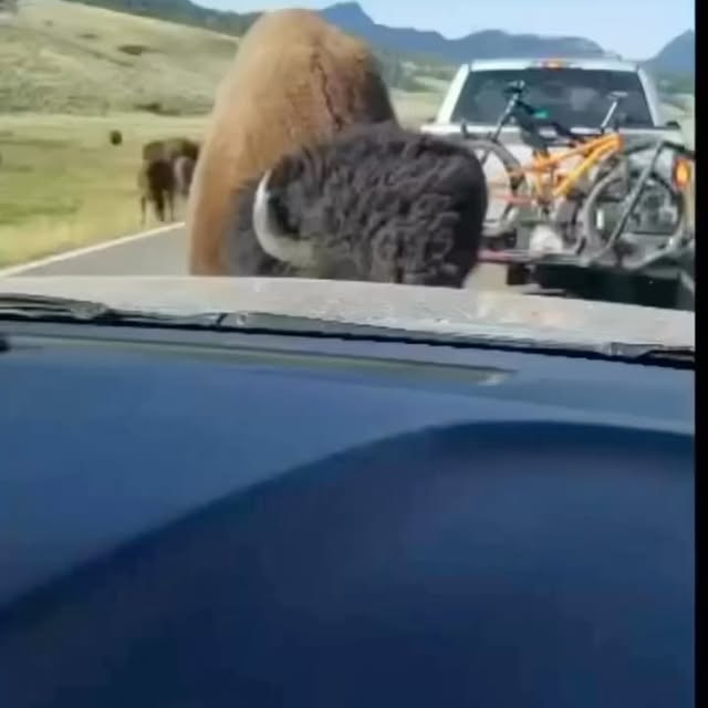 Post by touronsofyellowstone