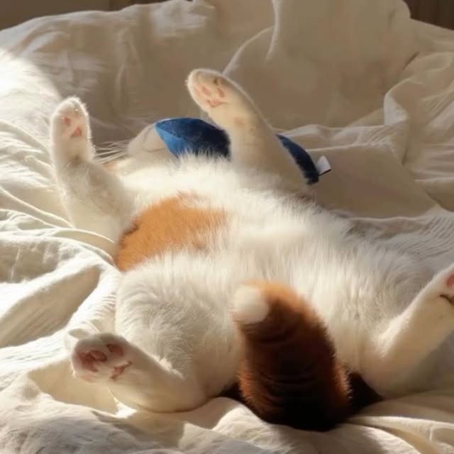 Post by houseofkittyss