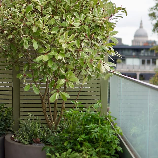 Post by eastlondongardendesign