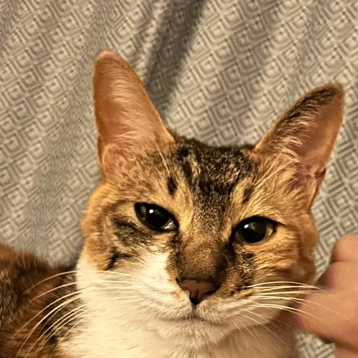 Kimchi meambo🇮🇩🇰🇷's profile picture