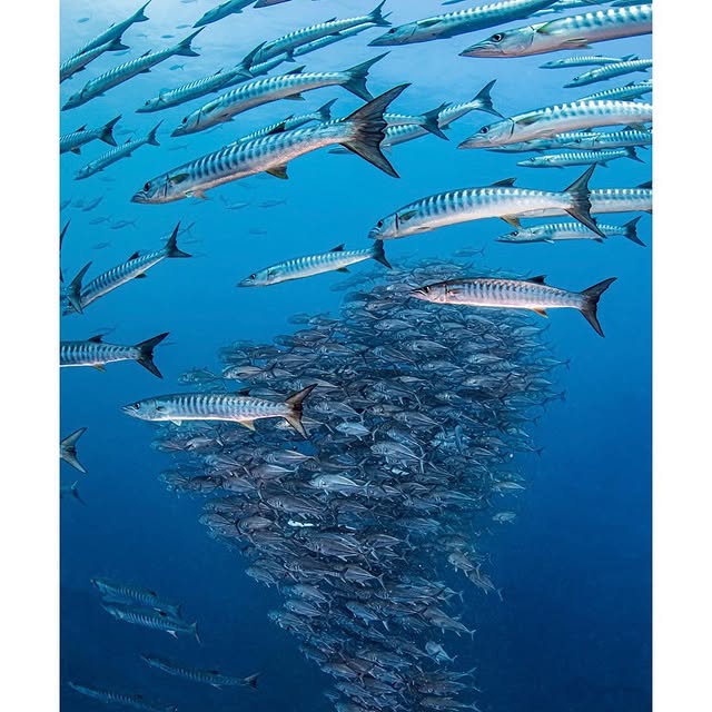 Post by akky_underwater