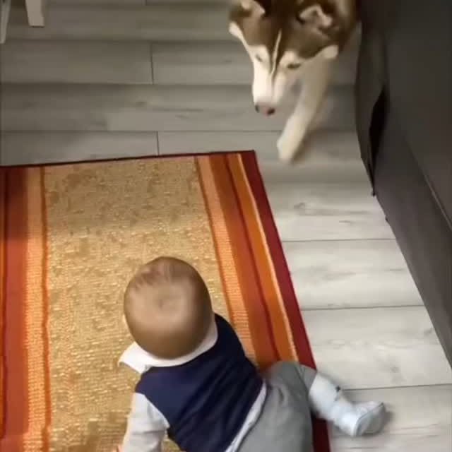 Post by zueirapetsoficial