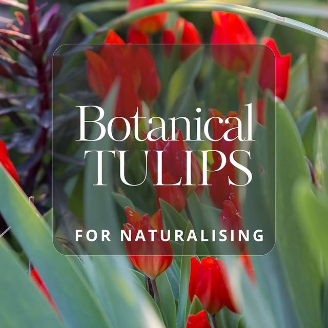 Post by rosannacastrinigardens