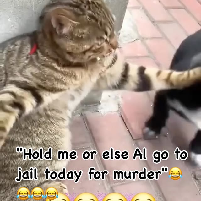 Post by cute.cat.inst