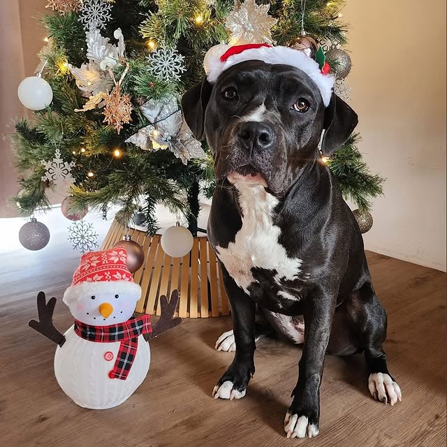 Post by adoptadog_au