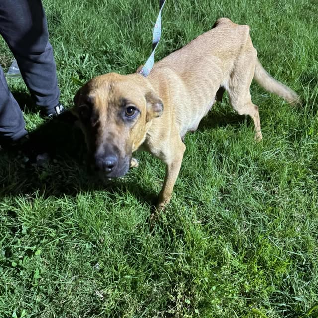 Post by strongheartsdogs