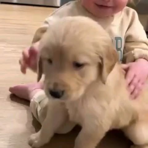 Post by dogszoni