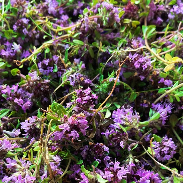 Post by birdys_brunnen