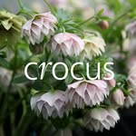 Crocus.co.uk's profile picture
