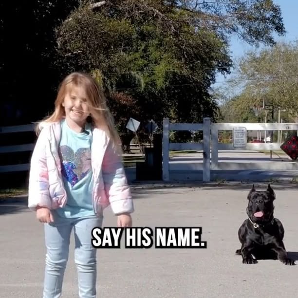 Post by braintrainingdogs_easy