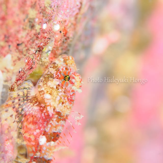 Post by hideyukihongo