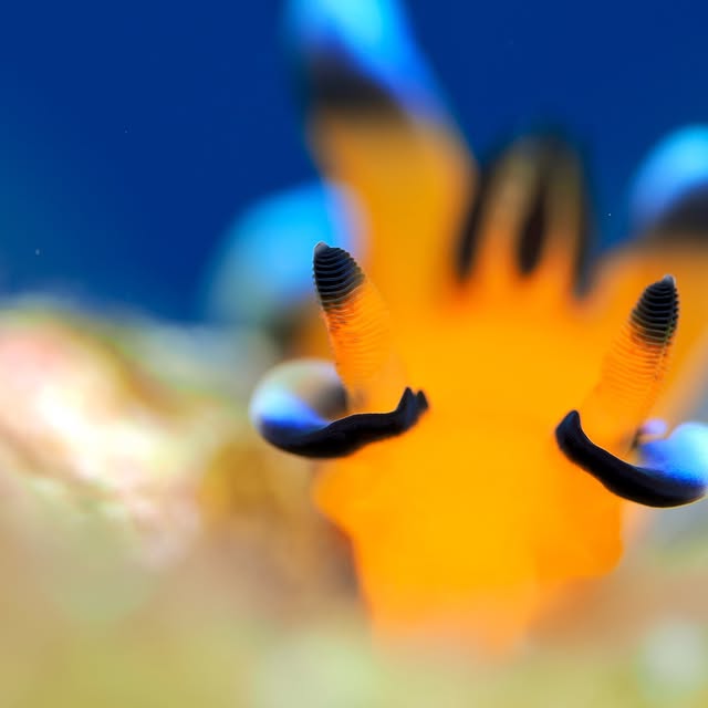 Post by yudai.hoshino.ishigakijima