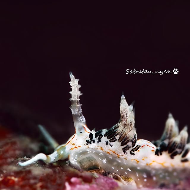 Post by sabutan_nyan