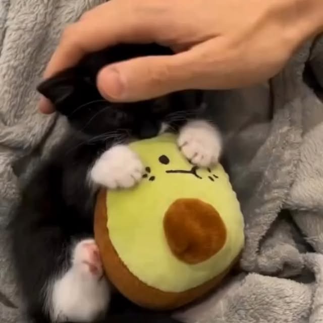 Post by houseofkittyss