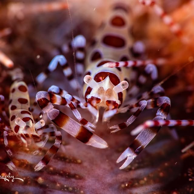 Post by wildkirinphotography