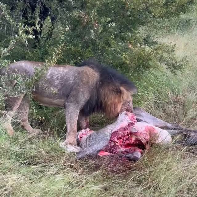 Post by natureismetal