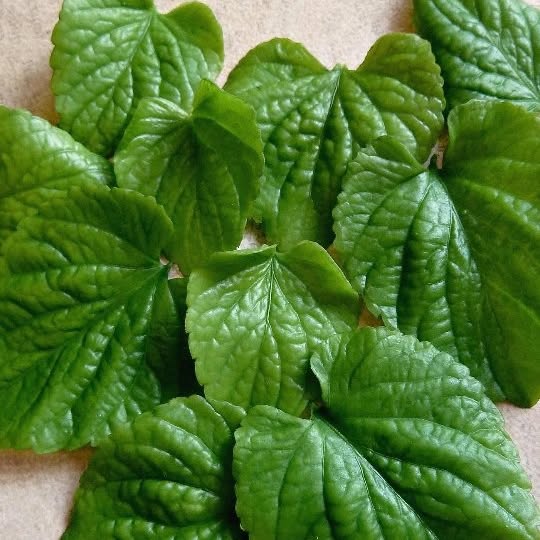 Post by bouquet_of_flowers_nm