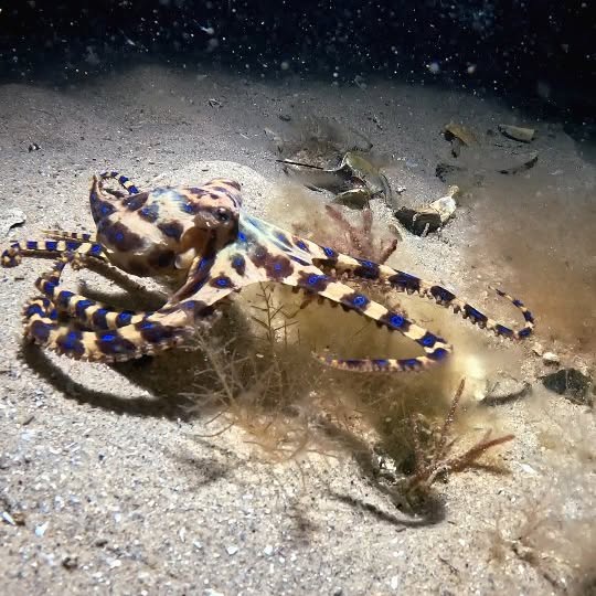 Post by sammyglenn_dives