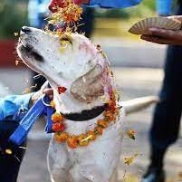 Post by labrador.rescue.australia