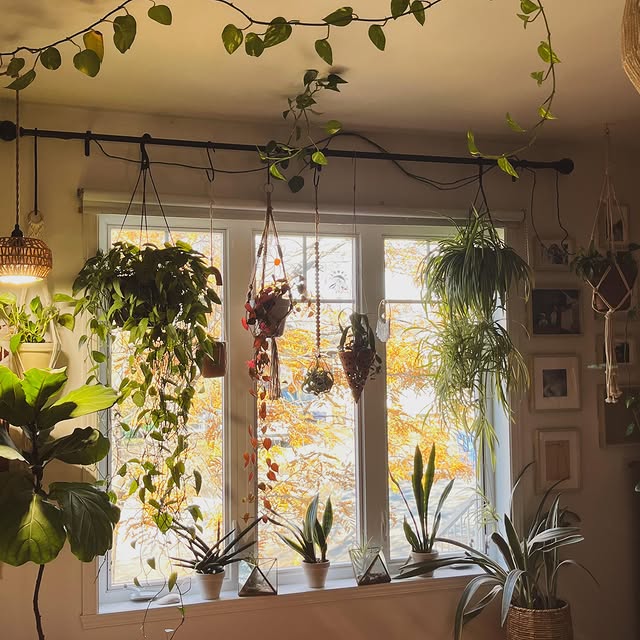 Post by houseofbotanical