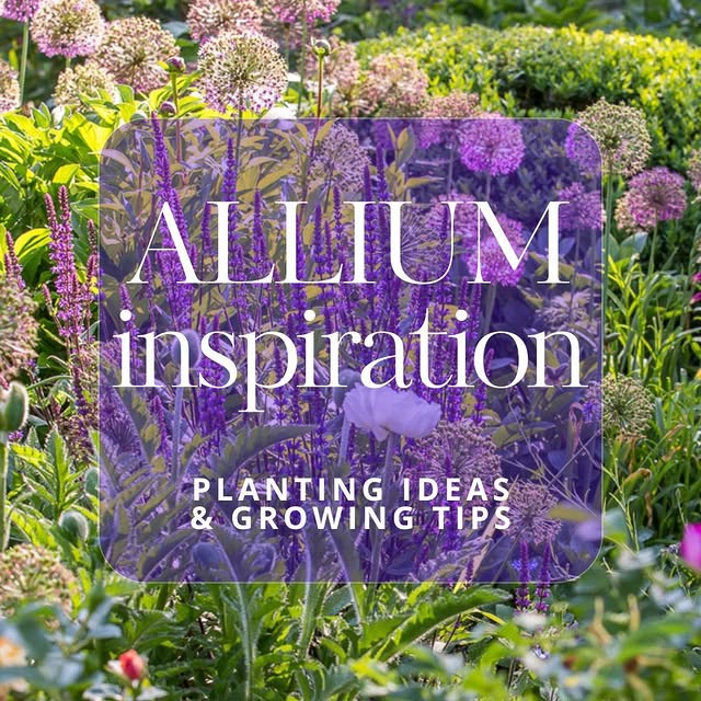 Post by rosannacastrinigardens