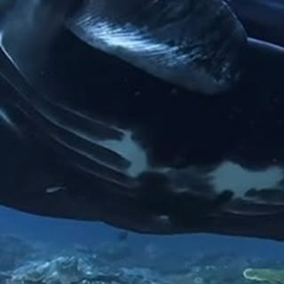 Post by red.biodiving