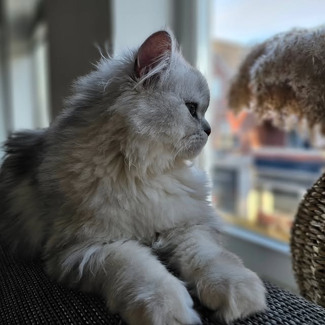 Post by ollie.frenkie