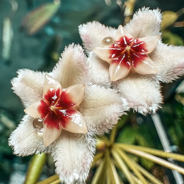 Post by my_plant_haven