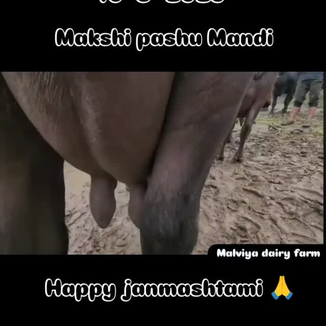 Post by malviya_dairy_farm_143
