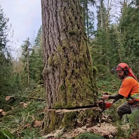 Post by nighthawkfalling