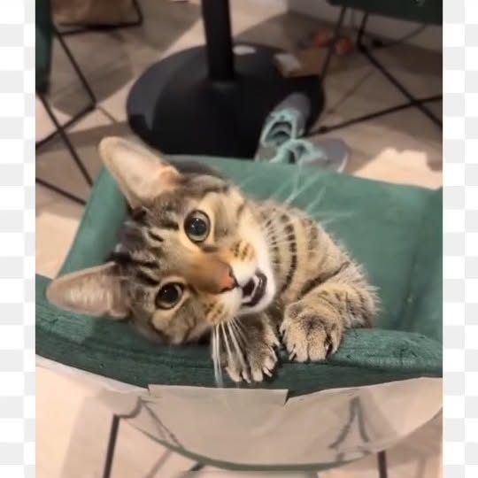 Post by meowcatsscorner