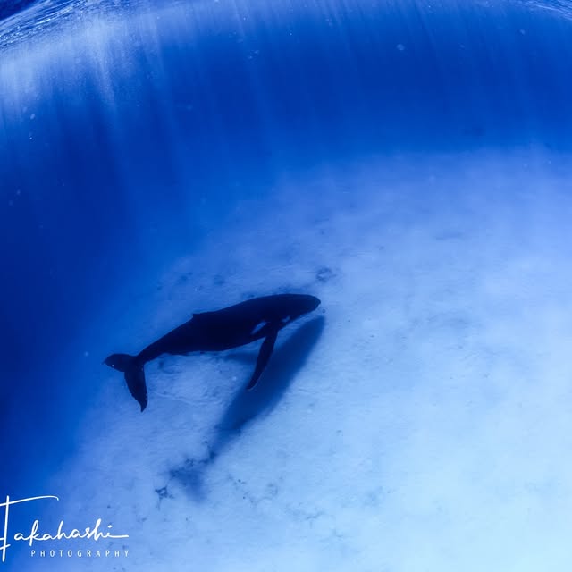 Post by reiko.alice.takahashi