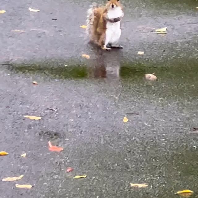 Post by ardilla.maravilla