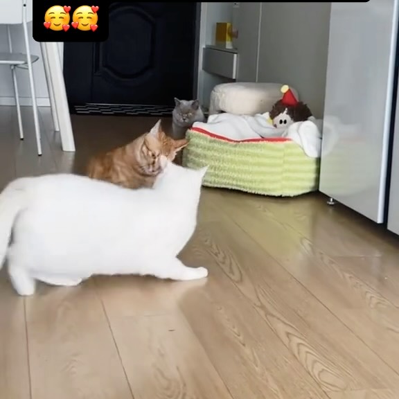 Post by cute.cat.inst